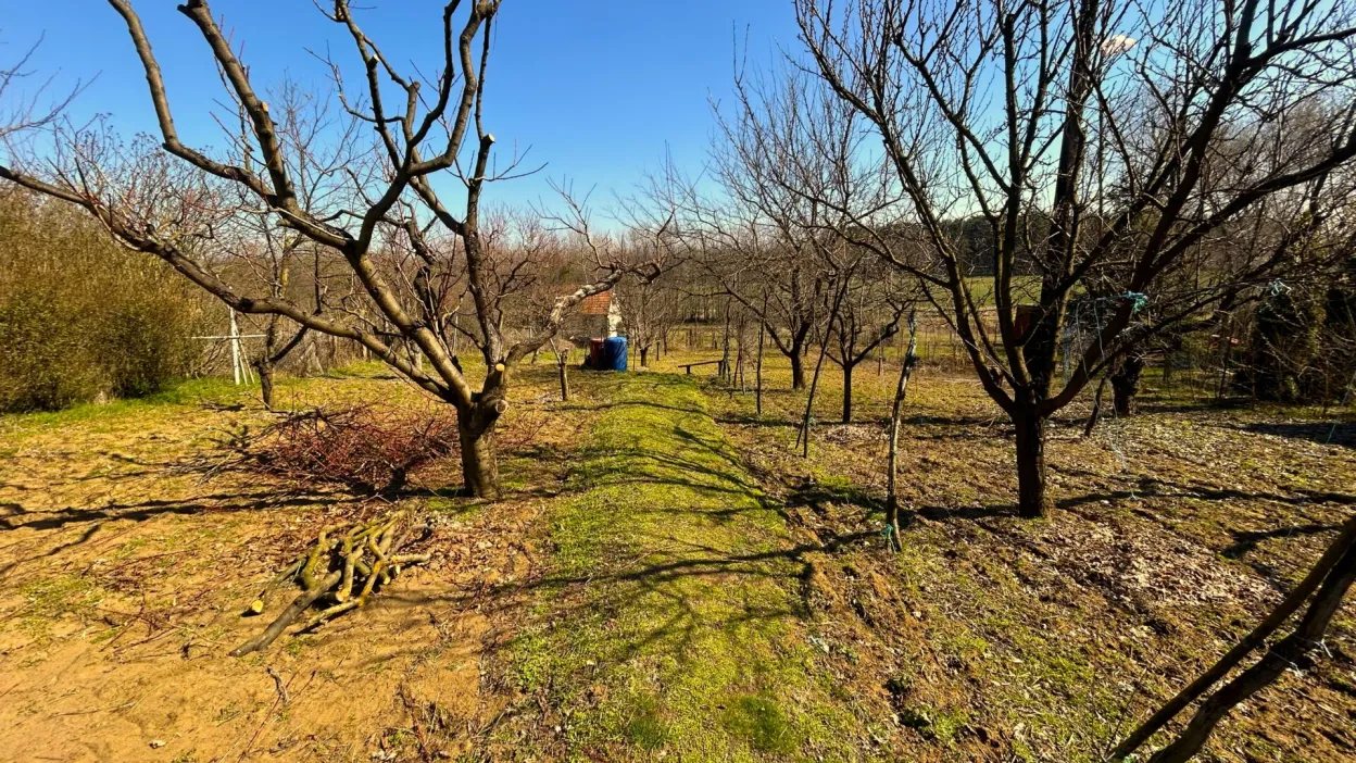 Telek Nyírpazony-Liszkai zártkertben 3. kép
