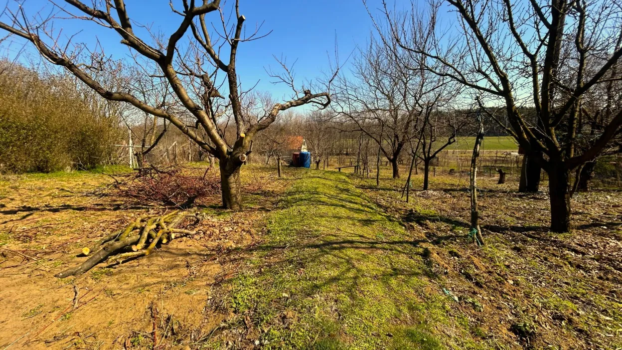 Telek Nyírpazony-Liszkai zártkertben 5. kép